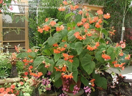 B. ‘Crackerjack’